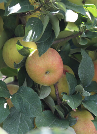 Eckerts-Apples